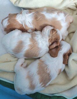 Kavalír king charles spaniel - štěňátka - 2