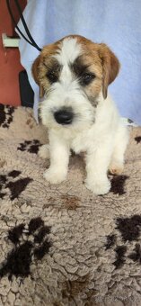 Jack Russell terrier - 2
