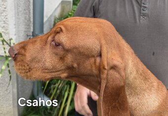 Maďarský drôtosrstý stavač-ohař - 2