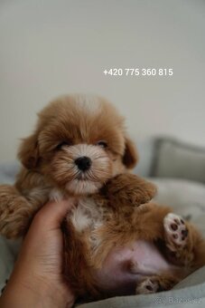 Chlapeček Maltipoo mini - 2