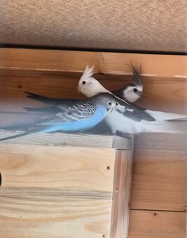 Korela bělohlava - 2