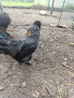 Kohout hedvábnička - 2