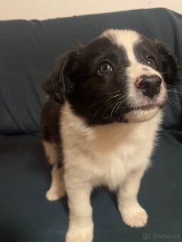 Štěňátka kříženci border kolie - 2