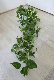 Epipremnum / Potos - 4x marble, snow queen, global, neon - 2