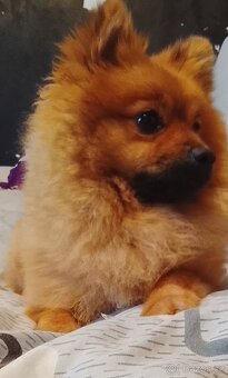 Pomeranian - 2