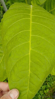 Tabák Burley semínka - 2