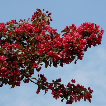 Jabloň Rajská Royalty - 2