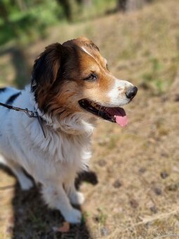 BASTY K ADOPCI - milý vděčný mazel, vhodný k dětem - 2