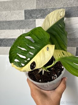 Monstera Adansonii Japanese Tricolor - 2