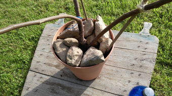 Fíkovník - Ficus carica "VERDINO" - 2