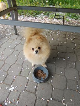 Pomeranian krytí - 2