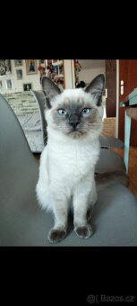 Ragdoll 8 měsíců - 2