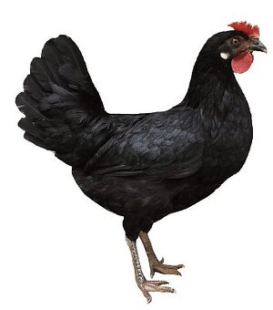 Kuřata vysokosnáškových hybridů - 2