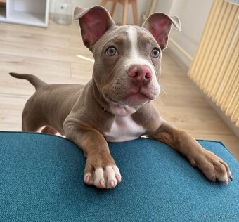 American bully pocket - 2
