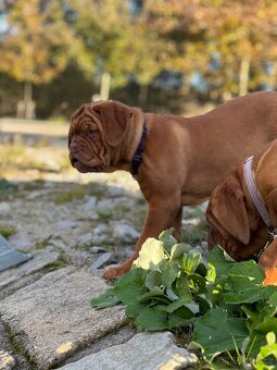 Bordeauxská doga s PP fenka - 2