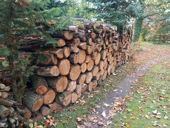 dřevo - 2
