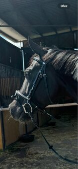 uzdecka kentaur cob - 2