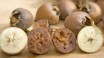 Koupím Mišpuli, stromek sazenici i plody. - 2