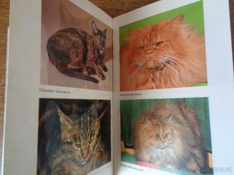 Kočky, kocouři a koťata - 2