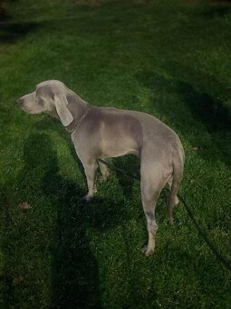 Výmarský ohař - 2