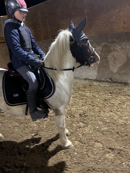 Predam pony kobylku- do rodiny, do sportu - 2