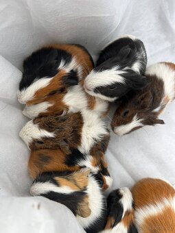 Morčátka - kluci i holky 😍 - 2