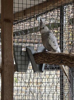 Korela chocholatá - 2