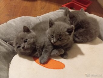 Britská koťátka - 2