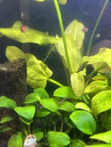 Krevetky Neocardina Davidi - 2