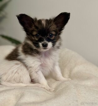 Štěně papillona s PP - 2