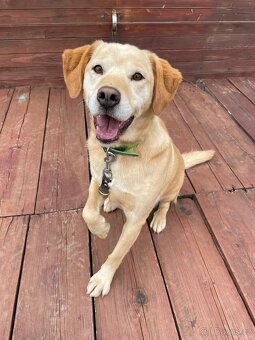 BODRIG - kastrovaný psík 5 let - 2