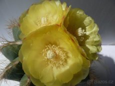 Kaktusy a sukulenty - 2