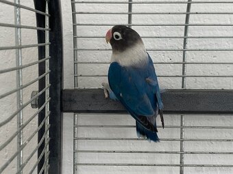 Agapornis Škraboškový - 2x samice - 2