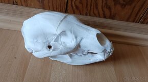 Lebka medvěda ze 3D tiskárny - 2