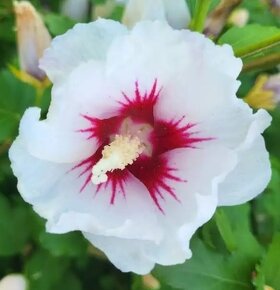Ibišek Syrský, květ bílé barvy - Semena - 2