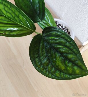 Monstera karstenianum Peru - 2