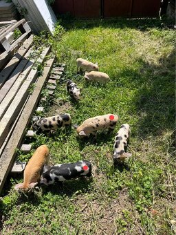 Prodej selátek Kune Kune - 2