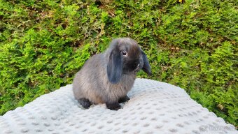 Zakrslý beránek, králíček, králík - PATRIK - 2