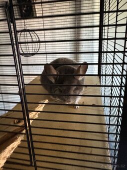 Chinchilla - 2