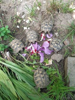 0.0.5 želva zelenavá (Testudo hermanni) - 2