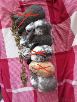 Zakrslý beránek králíček - 2