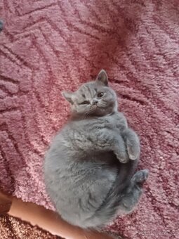 Britská koťátka - 2