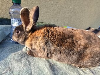 Králík Rex k odběru 5.1. - 2