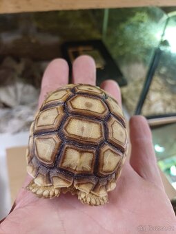 Želva ostruhatá  sulcáta - 2