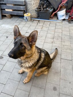 Německý ovčák - 2