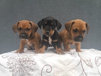 Jezevčík trpasliči - 2