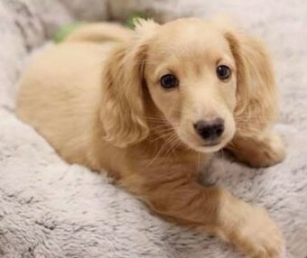 Jezevčík dlouhosrstý - 2