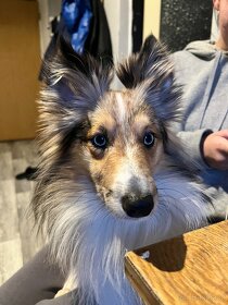 Sheltie - 2