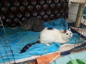 Dva postižení kočičí bráškové hledají společný domov - 2