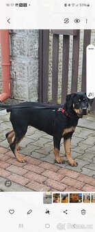 rottweiler štěně 4 měsíční - 2